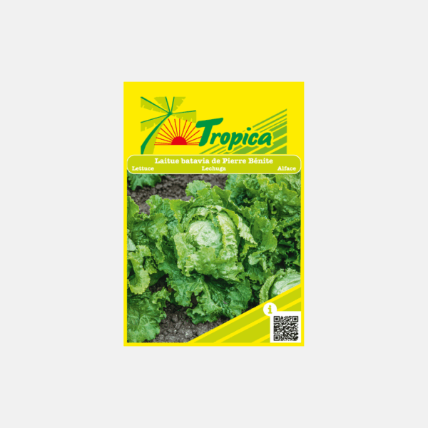 GRAINE DE SALADE - BATAVIA PIERRE  * – Image 1