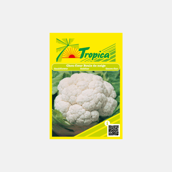 GRAINE DE CHOU FLEUR BOULE DE NEIGE * – Image 1